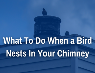 What to do if a Bird or Animal is in Your Chimney?